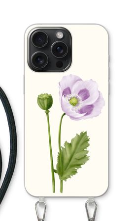 Purple poppy