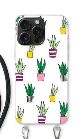 Sanseveria