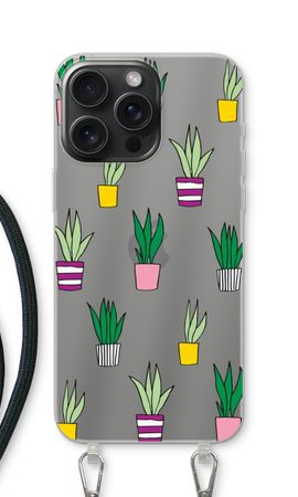 Sanseveria