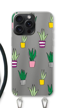 Sanseveria