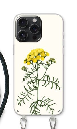 Tansy