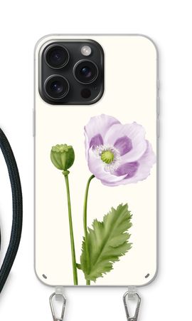 Purple poppy