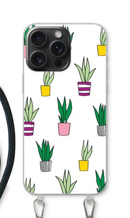 Sanseveria