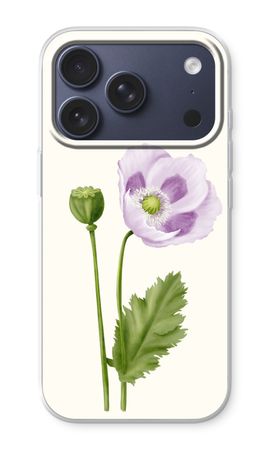 Purple poppy