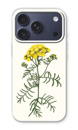 Tansy