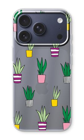 Sanseveria