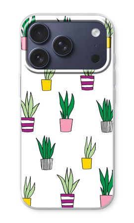 Sanseveria