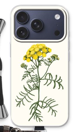 Tansy