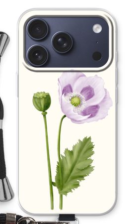 Purple poppy