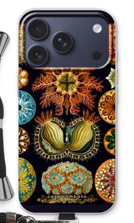 Haeckel Ascidiae