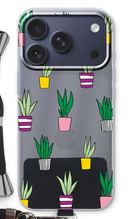 Sanseveria