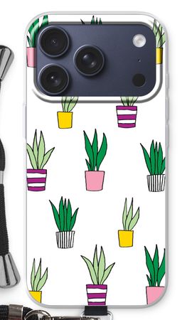 Sanseveria