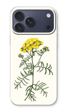 Tansy