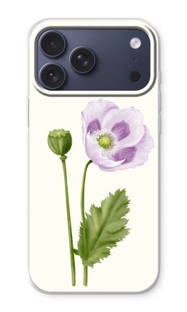 Purple poppy