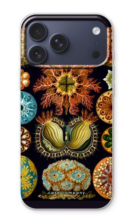 Haeckel Ascidiae