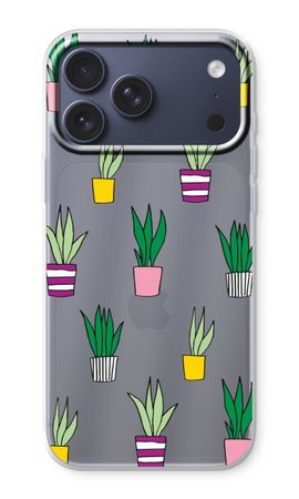 Sanseveria