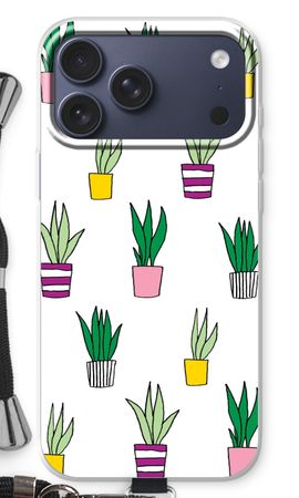 Sanseveria
