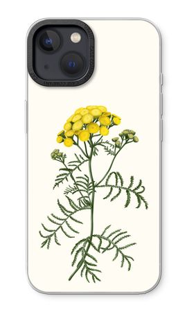 Tansy