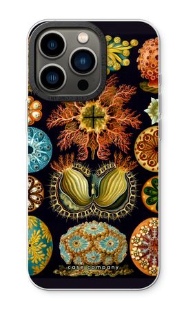 Haeckel Ascidiae
