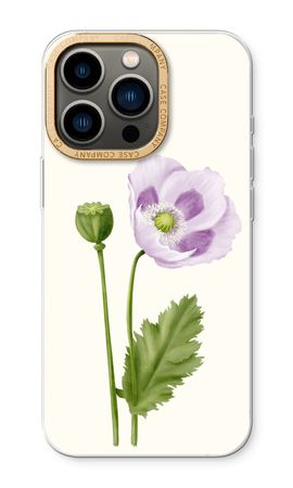 Purple poppy
