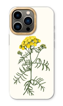 Tansy