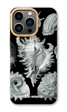 Haeckel Prosobranchia