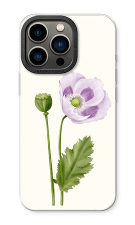 Purple poppy