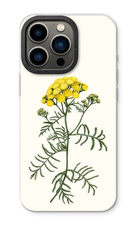 Tansy