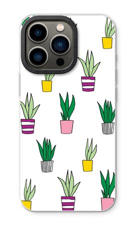 Sanseveria
