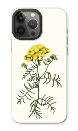Tansy