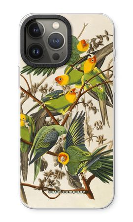 Carolina Parrot