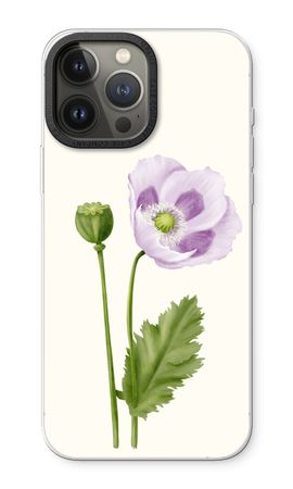 Purple poppy