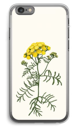 Tansy
