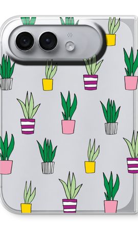 Sanseveria