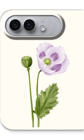 Purple poppy