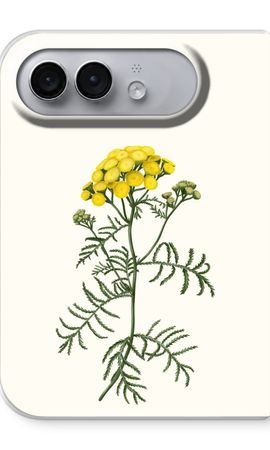 Tansy