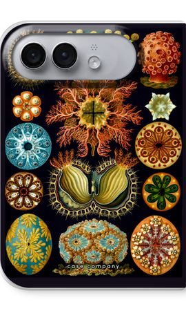 Haeckel Ascidiae