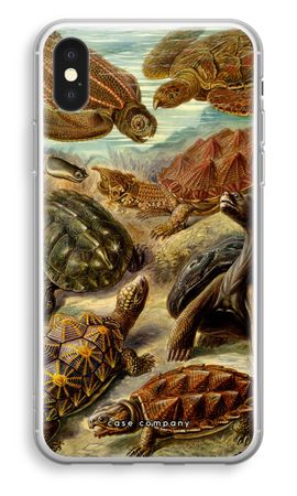 Haeckel Chelonia