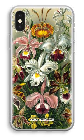 Haeckel Orchidae