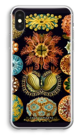 Haeckel Ascidiae