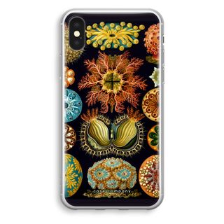 Haeckel Ascidiae