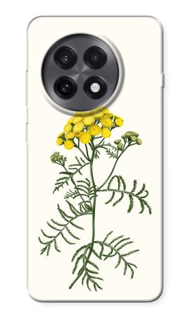 Tansy