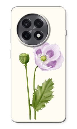 Purple poppy