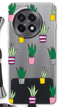 Sanseveria