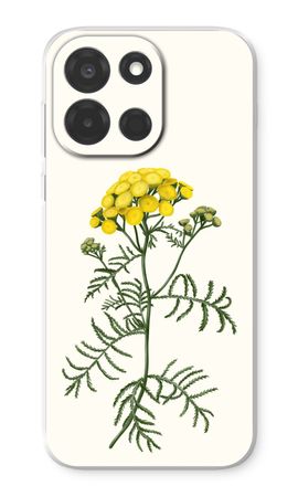 Tansy