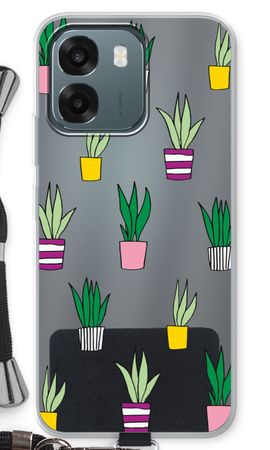 Sanseveria