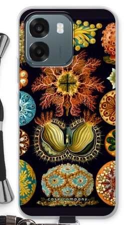 Haeckel Ascidiae