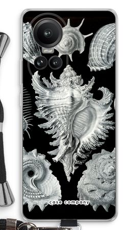 Haeckel Prosobranchia