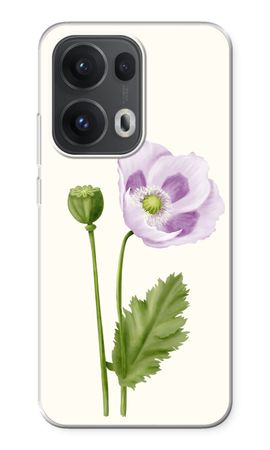 Purple poppy