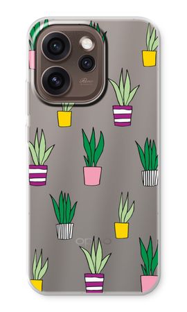 Sanseveria